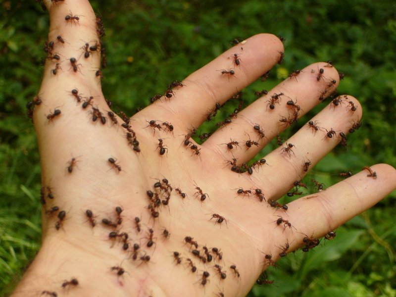 ants-4239_12803.jpg