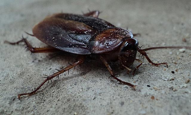 cockroach-70295_640.jpg