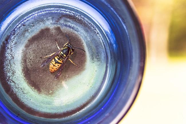 animal-glass-insect-bottle.jpg