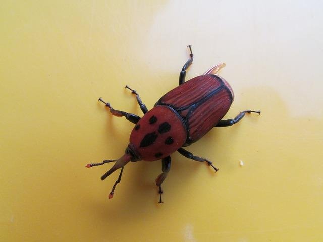 beetle-242356_640.jpg