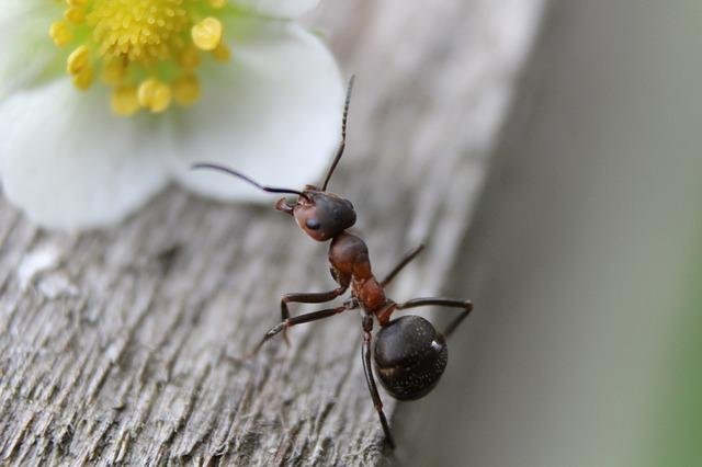 ant-954015_640.jpg