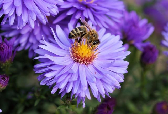bee-flower-pollen-color-65656.jpg