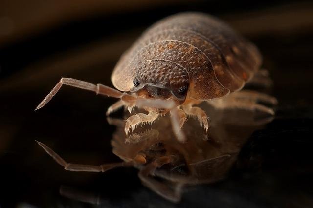 armadillo-worm-bug-insect.jpg