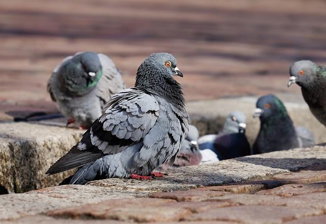 pigeons-3268990_640.jpg