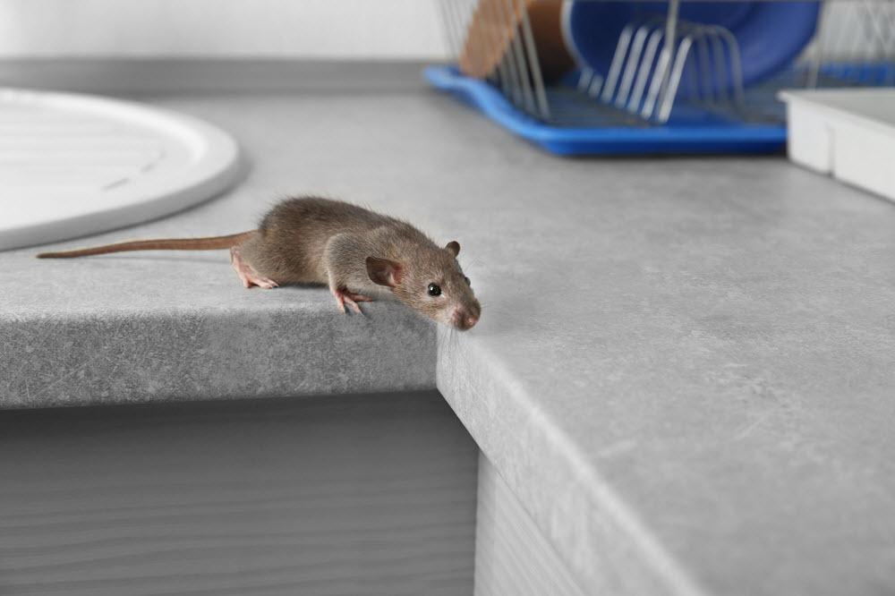 ratones casa.jpg