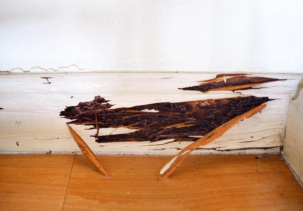 madera termitas.jpg